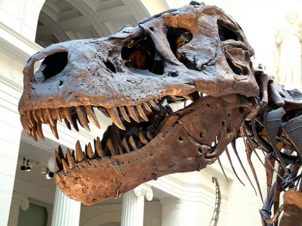 Tyrannosaurus rex Osborn, 1905. Field Museum of Natural History, Chicago, Illinois, USA (flickr / James St. John)