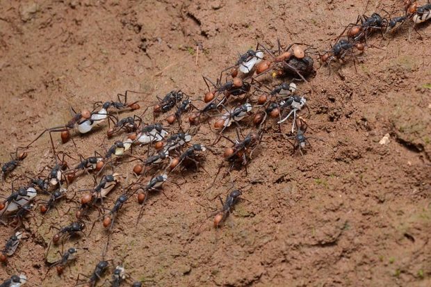 Army Ants with larvae of a raided wasp nest