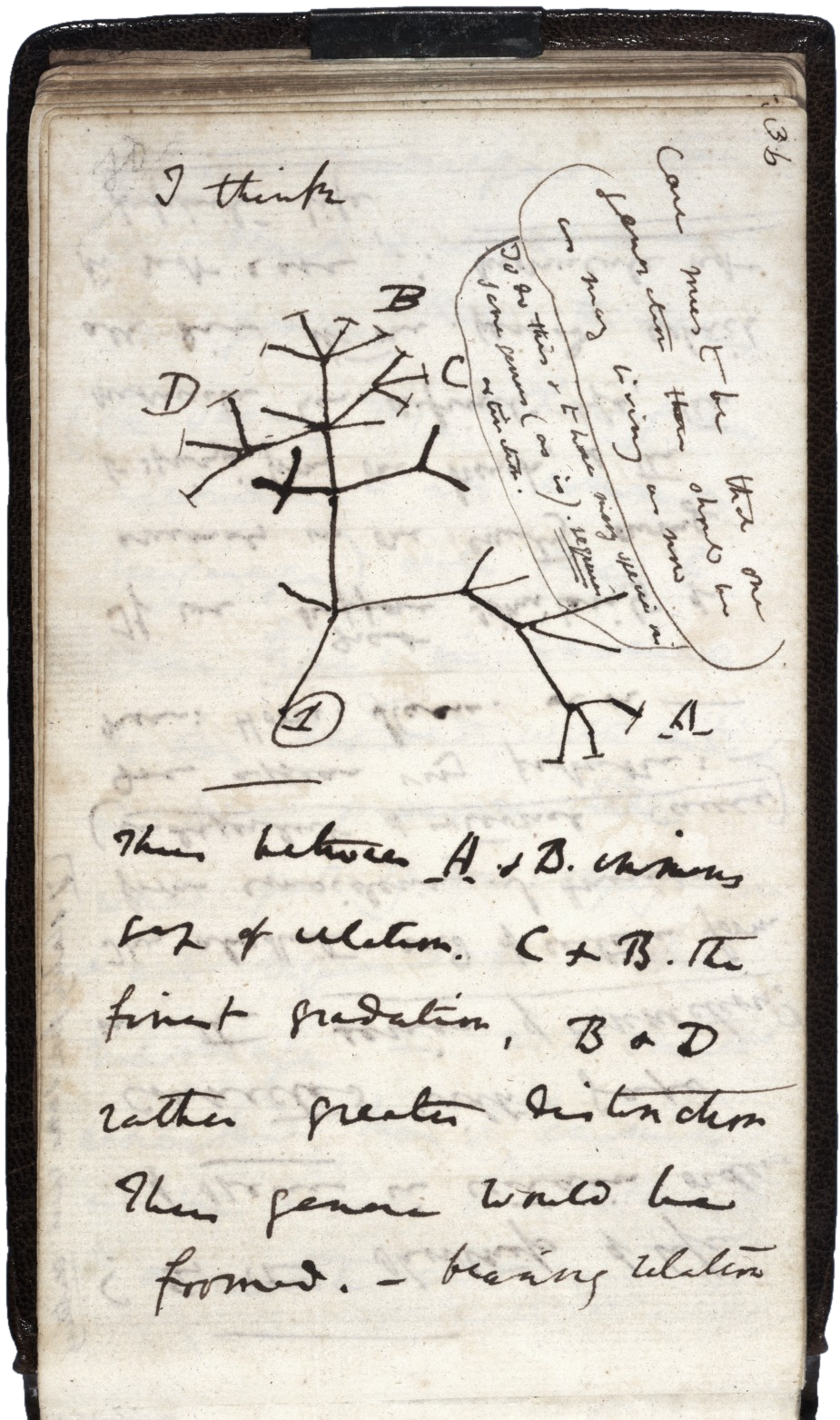 Darwin evolutionary tree
