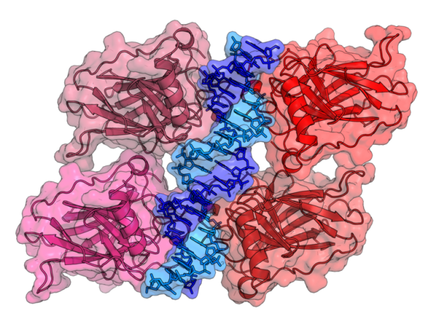 Chrystal structure of four p53 DNA binding domains// Wikipedia