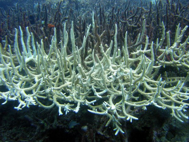 Flickr// Matt Kieffer - Bleached Staghorn Coral
