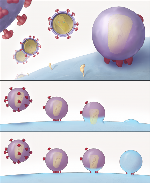 HIV entry into T Cell (Wikipedia.org)