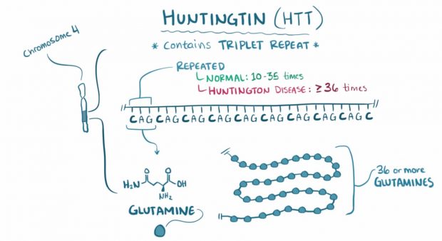 The Huntingtin Chromosome (Wikipedia.org & open.osmosis.org)