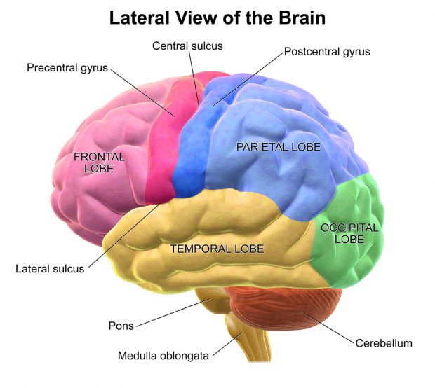 Lobes of the Brain / wikipedia.org