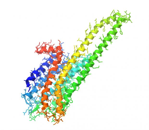 Human 5-hydroxytryptamine (serotonin) receptor 2A, G protein-coupled predicted with SWISS-MODEL: Arnold K., Bordoli L., Kopp J., and Schwede T. (2006). The SWISS-MODEL Workspace: A web-based environment for protein structure homology modeling. Bioinformatics, 22,195-201.