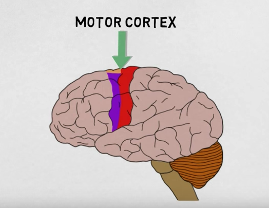 Motor Cortex / Neuroscientifically Challenged (youtube.com)
