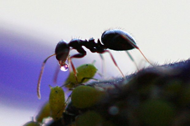 Ant obtaining honeydew from an aphid (a myrmecophile)