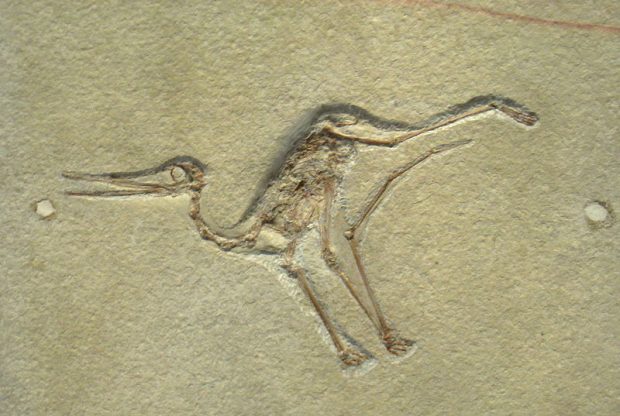 Fossil pterodactyloid flapling from the Solnhofen Limestone