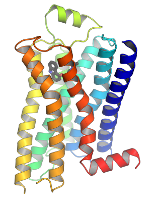 beta-2-adrenergic-receptor